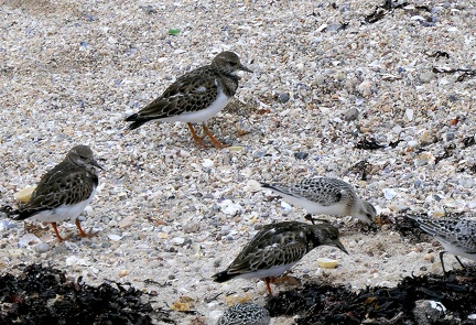 Arenaria interpres-1