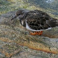 Arenaria interpres