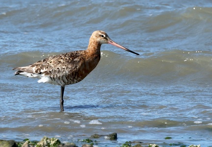 Limosa limosa-7