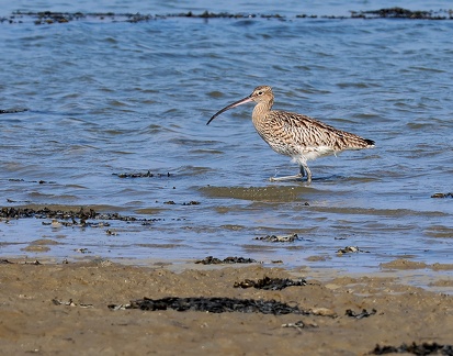 Numenius arquata