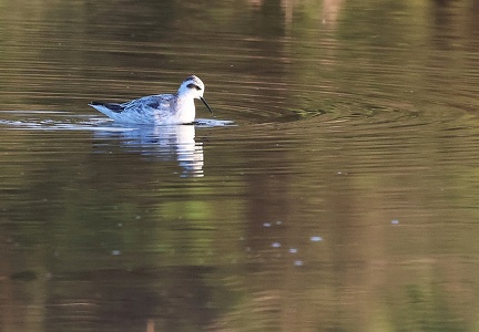 Phalaropus lobatus
