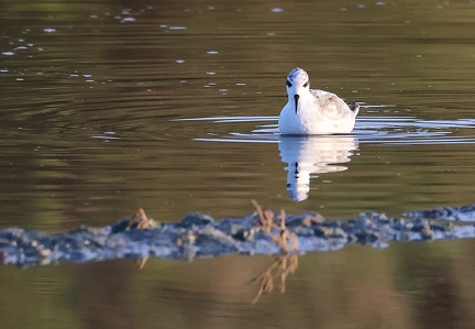 Phalaropus lobatus-1