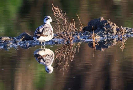 Phalaropus lobatus-11