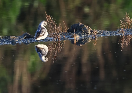 Phalaropus lobatus-12