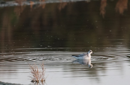 Phalaropus lobatus-13