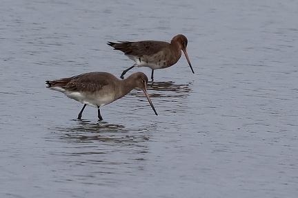 Limosa limosa-31
