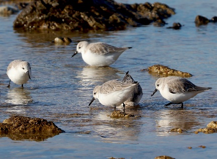 Calidris alba