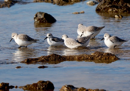 Calidris alba-1