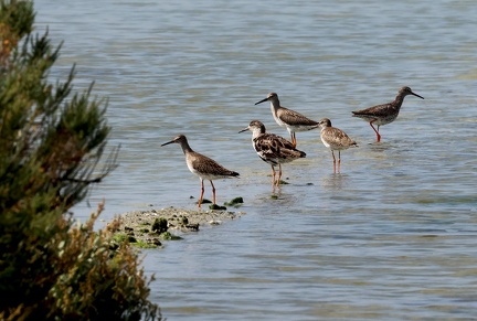 Calidris pugnax-1
