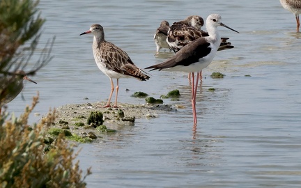 Calidris pugnax