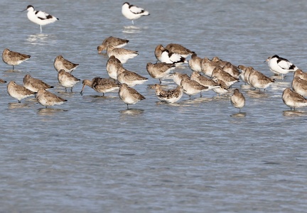 Calidris pugnax-4