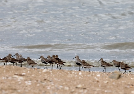 Calidris alpina-4