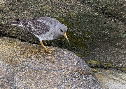 Calidris maritima-1