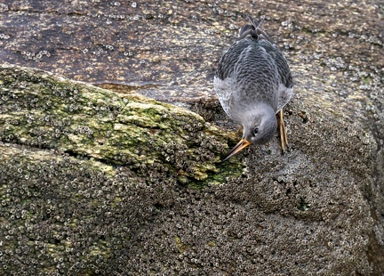Calidris maritima-2