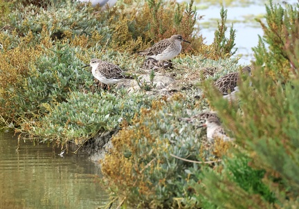 Calidris pugnax-2