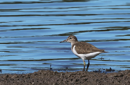 Actitis hypoleucos-4