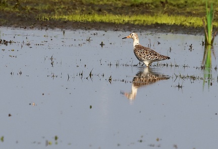 Calidris pugnax-5
