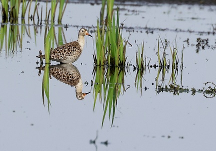 Calidris pugnax-52