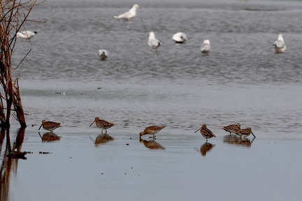 Gallinago gallinago-1