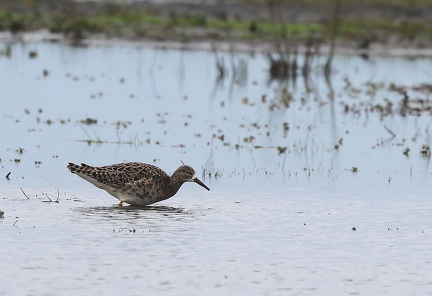 Calidris pugnax-57