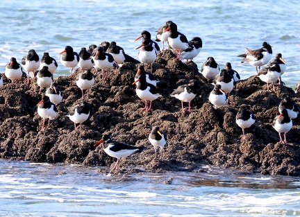 Haematopus ostralegus