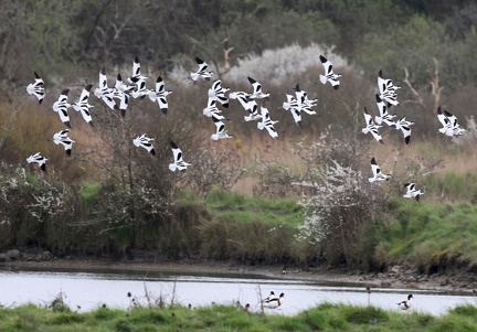 Recurvirostra avosetta-92