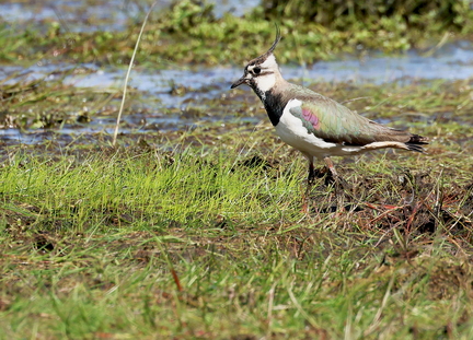 Vanellus vanellus-5