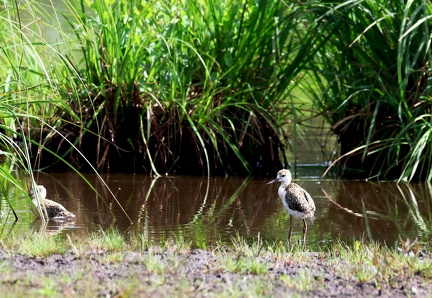 Himantopus himantopus-7