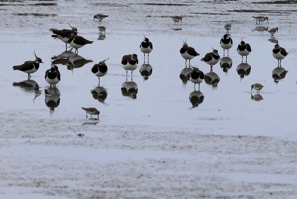 Vanellus vanellus-11