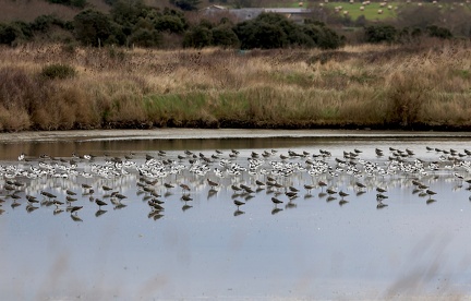 Recurvirostra avosetta-s01