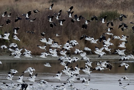 Vanellus vanellus-s02