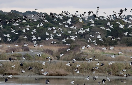 Recurvirostra avosetta-s03