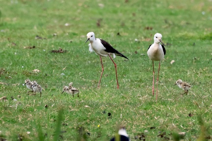 Himantopus himantopus-02