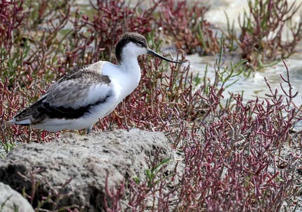 Recurvirostra avosetta-54