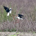 Himantopus himantopus-6