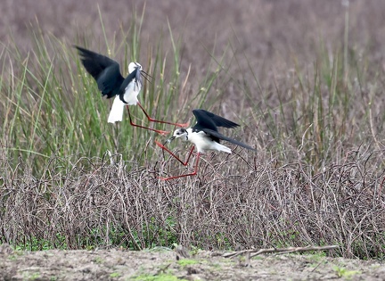 Himantopus himantopus-6