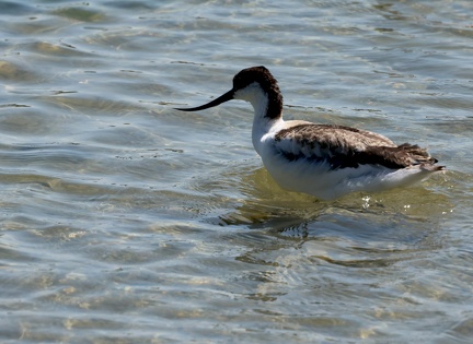 Recurvirostra avosetta-53