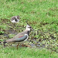 Vanellus vanellus-62
