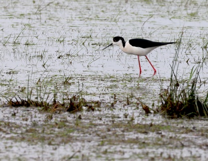 Himantopus himantopus-1