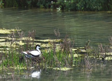 Recurvirostra avosetta-35