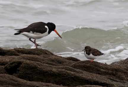 Haematopus ostralegus-4