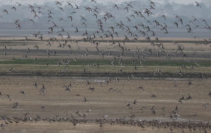 Haematopus ostralegus-62