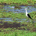Himantopus himantopus-51