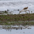 Himantopus himantopus-41