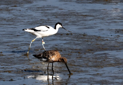 Recurvirostra avosetta-b