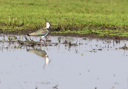 Vanellus vanellus-012