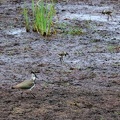 Vanellus vanellus-02