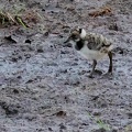 Vanellus vanellus-03