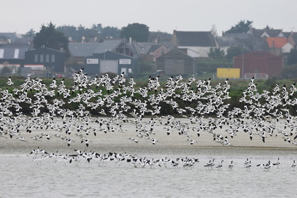 Recurvirostra avosetta-sb02