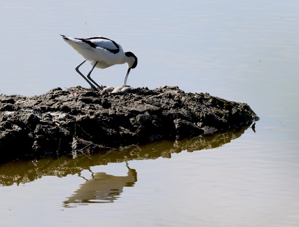 Recurvirostra avosetta-33